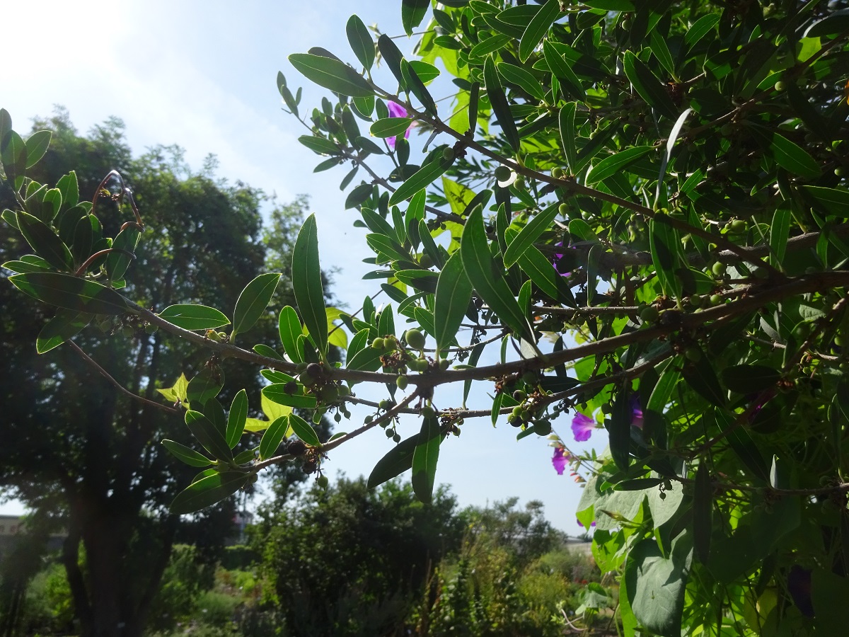 Phillyrea angustifolia (Oleaceae)